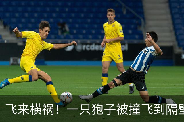 飞来横祸！一只狍子被撞飞到隔壁车道，导致波兰20岁小将去世